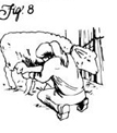 Figure 8: Centuries of genetic manipulation by humans have left the modern ewe with a myriad of birthing problems.